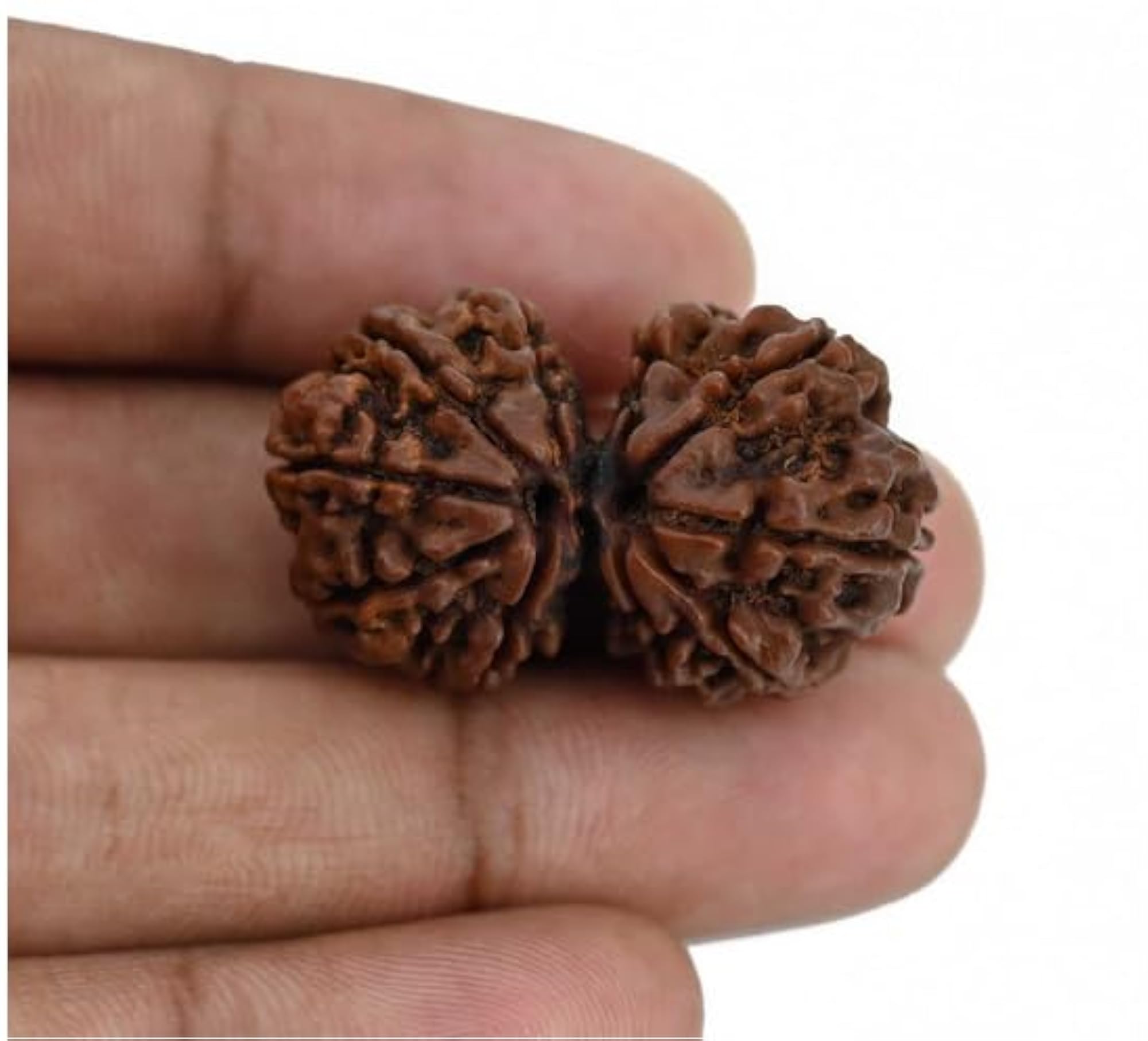 Natural Gaurishankar Rudraksha, Lab Certified for Pendants